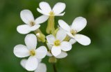 Arabidopsis-thaliana-thale-cress-weed-flower-cc-Marie-Lan-Nguyen.jpg