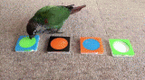bird conure color puzzle.gif