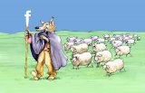 sheep-herd-wolf-shepherd.jpg