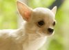 chihuahua-dog-photo.jpg