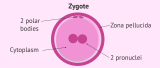 zygote.png