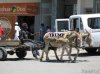 Trump Donkey Cart.jpg