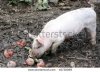 stock-photo-white-pig-feeding-in-farm-yard-40738099.jpg