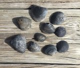 Black seashells-s.jpg