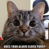 Purring Alarm clock.jpg