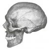 nordic skull.jpg