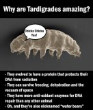 tardigrade-2.jpg