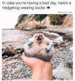 Hedgehog Socks.jpg