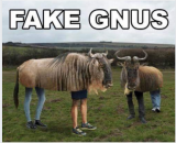 fake gnus.PNG